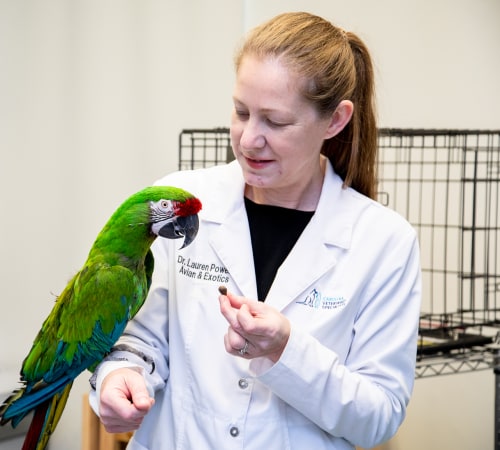 Avian Exotic Veterinary Care In Huntersville Nc