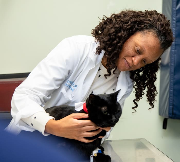 Internal Medicine Services, Carolina Veterinary Specialists in Huntersville